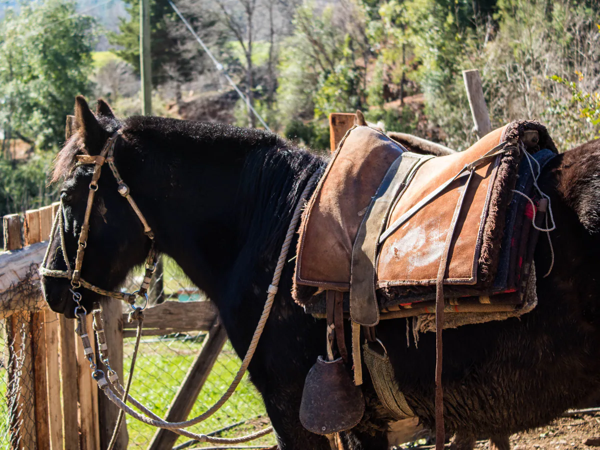 Caballo ensillado como parte de la cultura arriera